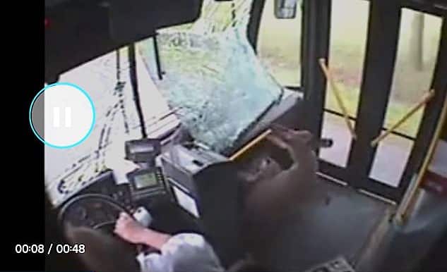 Une biche "monte" dans le bus sans ticket ! une biche monte dans le bus
