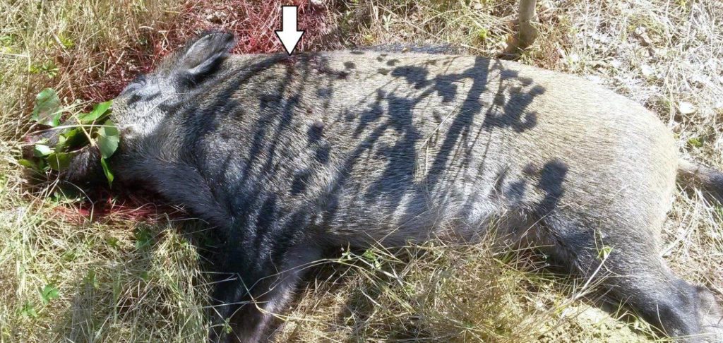 Sanglier 2