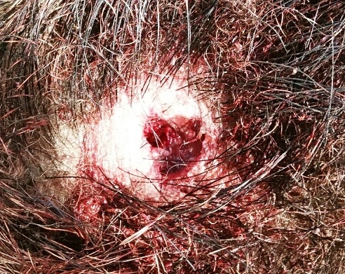 sanglier trou de sortie de la balle