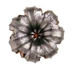 speer gold dot 124 grains 9 mm munitions police et gendarmerie française