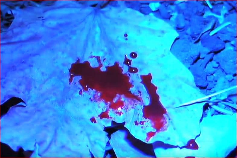 gerber torche recherche au sang