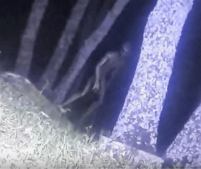 OVNIS : "EXTRATERRESTRE" photographié par un policier Argentin extraterrestre argentine policier