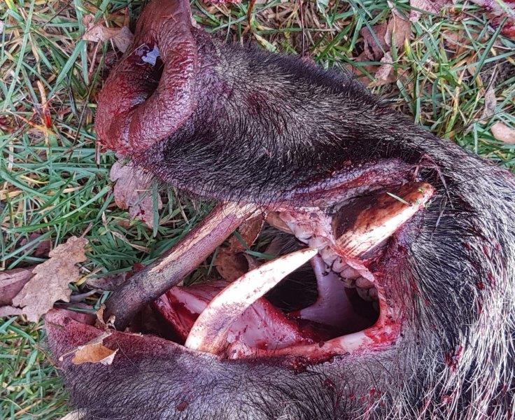 De l'importance du chien de sang. 20181202_150244