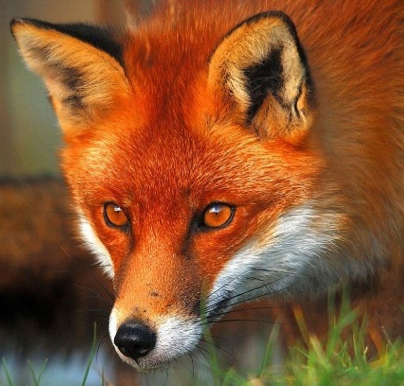 Battue mixte : Renard ET sanglier = Radios et tél interdits !!! goupil