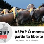 Procès lié à la mort de l'ourse Caramelles tuée par un chasseur "en état de nécessité". aspap3